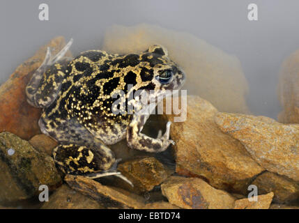 Westlichen europäischen katzenähnliche, iberischen katzenähnliche (Pelobates Cultripes), sitzen unter Wasser unter den Steinen, Spanien, Extremadura Stockfoto