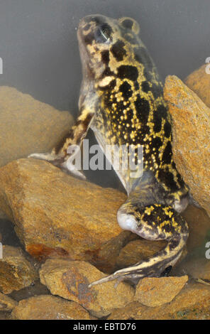 Westlichen europäischen katzenähnliche, iberischen katzenähnliche (Pelobates Cultripes), sitzen unter Wasser unter den Steinen, Spanien, Extremadura Stockfoto