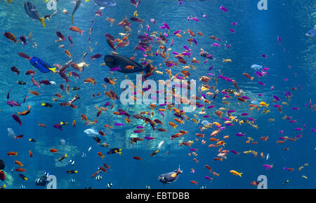 verschiedene tropische Fische in einem Meerwasseraquarium Stockfoto