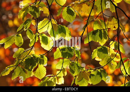 Buche (Fagus Sylvatica), sonnenverwöhnten Rotbuche verlässt, Deutschland, Nordrhein-Westfalen Stockfoto