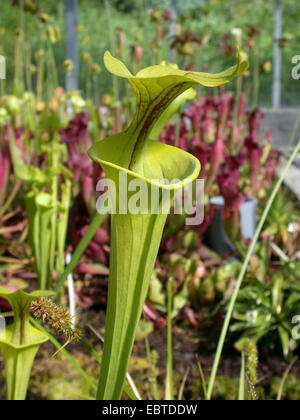 gelbe Schlauchpflanze, Jäger Horn (Sarracenia Flava), Blatt Stockfoto