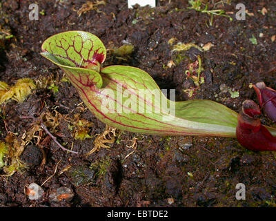 nördlichen Schlauchpflanze (Sarracenia Purpurea), Blatt Stockfoto