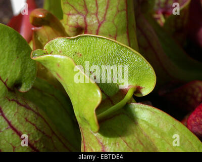 nördlichen Schlauchpflanze (Sarracenia Purpurea), Kappe des Blattes Stockfoto