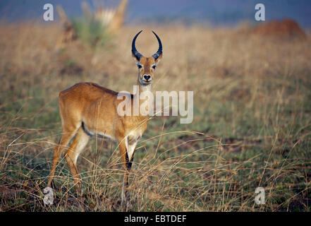 Kob (Kobus Kob), männliche stehend in der Savanne, Uganda, Murchison Falls National Park Stockfoto