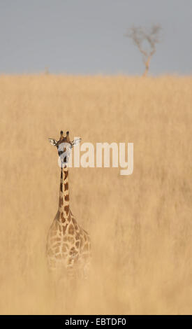 Giraffe (Giraffa Plancius), stehen in der Savanne, Uganda, Murchison Falls National Park Stockfoto