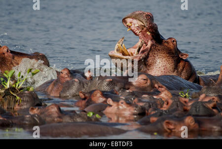 Nilpferd, Nilpferd, gemeinsame Flusspferd (Hippopotamus Amphibius), Flusspferde, die Kämpfe in den Wassern des Nils Albert, Uganda, Murchison fällt Nationalpark Stockfoto