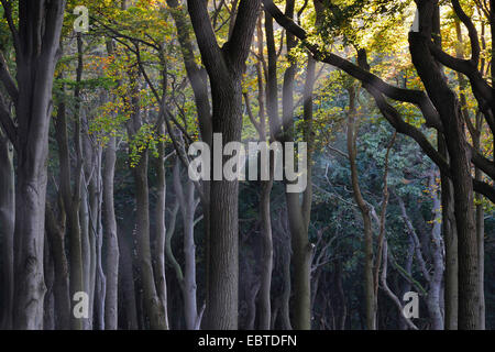 Rotbuche (Fagus Sylvatica), Sonnenstrahlen im Laubwald, Deutschland, Mecklenburg-Vorpommern Stockfoto