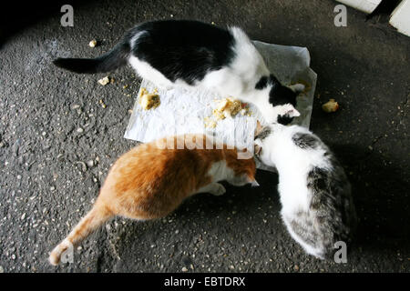 Drei Katzen Essen aus dem Betonboden. Stockfoto