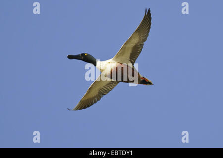 nördliche Schauﬂer (Anas Clypeata), fliegen Drake, Deutschland, Niedersachsen, Vechta Stockfoto