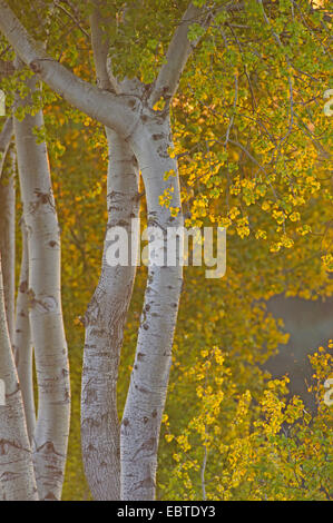 Europäische Espe (Populus Tremula), Stämme und Blätter von einem Wald, Deutschland, Niedersachsen, Vechta Stockfoto