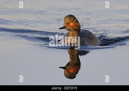 Schwarzhalstaucher (Podiceps Nigricollis), Schwimmen, Goldenstedter Moor, Niedersachse Stockfoto