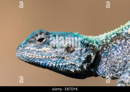 unter der Leitung von blau Baum Agama (Acanthocerus Atricollis), Porträt, Seitenansicht, Südafrika, Krüger Nationalpark Stockfoto