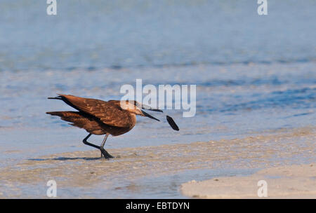 Hammercop (Scopus Umbretta), einen Fisch, Mosambik, Bilene fangen Stockfoto