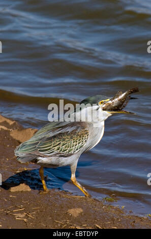 Grün-backed Reiher (Butorides Striatus), Essen Fisch, Südafrika, Krüger Nationalpark Stockfoto