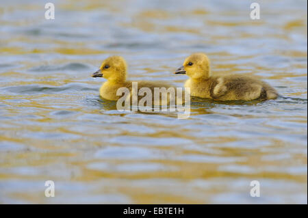 Graugans (Anser Anser) Gans, zwei Küken schwimmen auf dem See eine nach der anderen, Deutschland, Niedersachsen Stockfoto