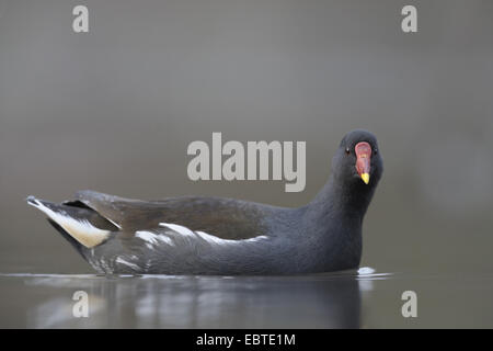 Teichhuhn (Gallinula Chloropus), Schwimmen Stockfoto