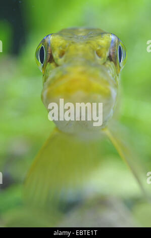 Hecht, Hecht (Esox Lucius), Portrait eines Jugendlichen, Vechta, Niedersachsen, Germany Stockfoto