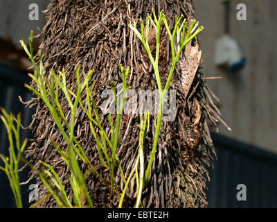 Schneebesen Farn, Skelett Gabel Farn (Psilotum Nudum), epiphytisch auf einem Baumstamm Stockfoto