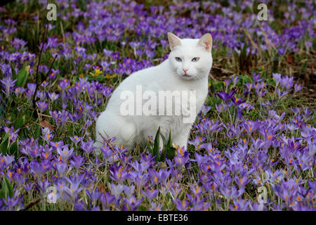 Hauskatze, Haus Katze (Felis Silvestris F. Catus), weiße Katze sitzt in einem Beet voller Krokusse Stockfoto