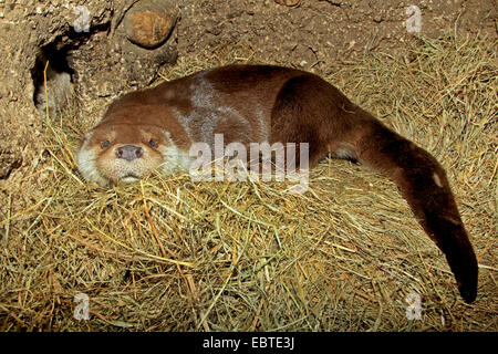 Europäischen Fischotter, Europäische Otter, eurasische Fischotter (Lutra Lutra), ruht in der Höhle beschichtet mit Stroh Stockfoto