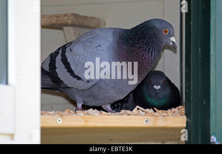 häusliche Taube (Columba Livia F. Domestica), zwei Vögel in einem Taubenschlag, Deutschland Stockfoto