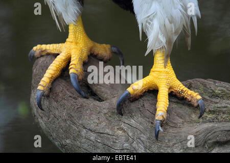 Steller der Seeadler (Haliaeetus Pelagicus), Füße von einem Vogel auf abgestorbenem Holz Stockfoto