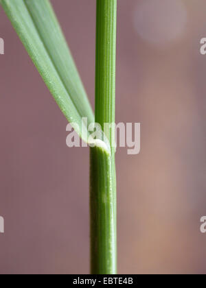 Kanada Blue-Grass, flache Wiese-Grass (Poa Compressa), Blatt und Blatthäutchen, Deutschland Stockfoto