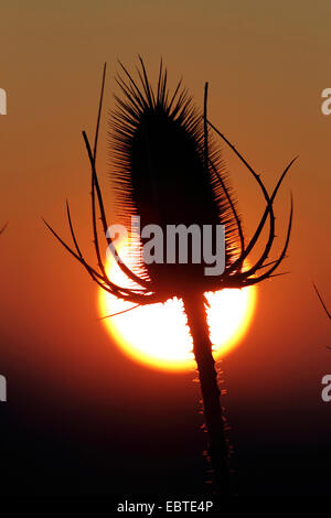 Fullers Karde, gemeinsame Karde, gemeinsame Teazle (Dipsacus Fullonum, Dipsacus Sylvestris), wilde Karde, Blütenstand im Sonnenuntergang, Deutschland Stockfoto