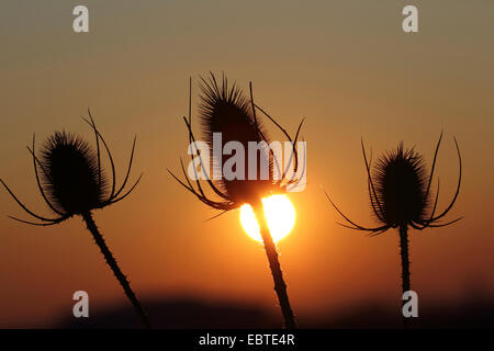 Fullers Karde, gemeinsame Karde, gemeinsame Teazle (Dipsacus Fullonum, Dipsacus Sylvestris), wilde Karde, Blütenstände im Sonnenuntergang, Deutschland Stockfoto