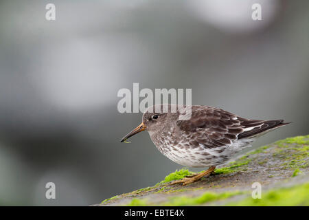 Meerstrandläufer (Calidris Maritima), sitzt auf bemoosten Felsen in Eclipse Gefieder, Deutschland, Schleswig-Holstein Stockfoto