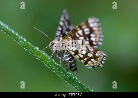 Vergitterte Heath (Chiasmia Clathrata, Semiothisa Clathrata), sitzt auf einem Grashalm bedeckt mit Tautropfen, Deutschland, Sachsen Stockfoto