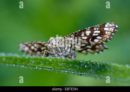 Vergitterte Heath (Chiasmia Clathrata, Semiothisa Clathrata), sitzt auf einem Grashalm bedeckt mit Tautropfen, Deutschland, Sachsen Stockfoto