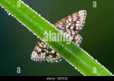 Vergitterte Heath (Chiasmia Clathrata, Semiothisa Clathrata), sitzt auf einem Grashalm bedeckt mit Tautropfen, Deutschland, Sachsen Stockfoto