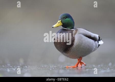 Stockente (Anas Platyrhynchos), Drake zu Fuß über die Eisfläche Stockfoto