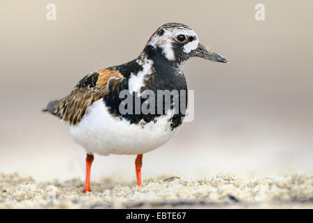 Ruddy Steinwälzer (Arenaria Interpres), stehend auf dem Sandstrand mit einem sandigen Schnabel Stockfoto