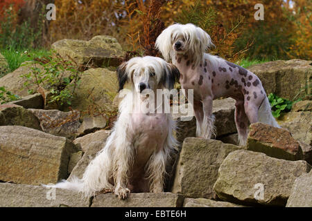 Chinese Crested Dog (Canis Lupus F. Familiaris), zwei Chinese Crested Dogs auf Felsen Stockfoto