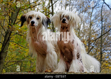 Chinese Crested Dog (Canis Lupus F. Familiaris), zwei Chinese Crested Dogs sitzt auf einer Mauer im herbstlichen Wald Stockfoto