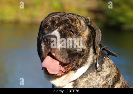 Cane Corso Italiano (Canis Lupus F. Familiaris), portrait Stockfoto