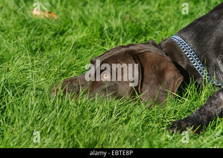 Deutscher Kurzhaariger Vorstehhund (Canis Lupus F. Familiaris), liegend auf Wiese, Deutschland Stockfoto