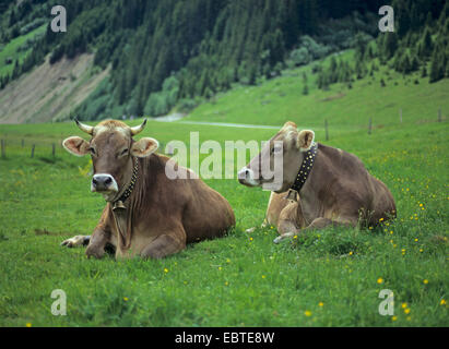 Hausrind (Bos Primigenius F. Taurus), Dun Höhe Vieh, Kühe auf der Alm, Österreich Stockfoto