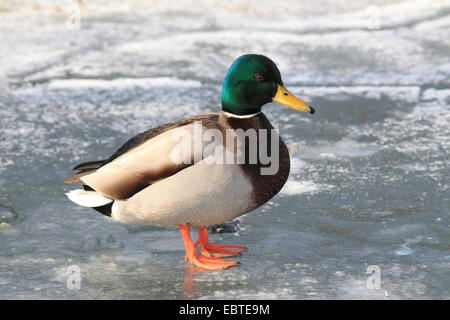 Stockente (Anas Platyrhynchos), Drake, stehend auf dem Eis, Deutschland Stockfoto