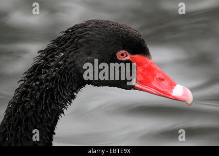 schwarzer Schwan (Cygnus olor), portrait Stockfoto