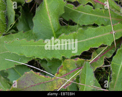 Habichtskraut Habichtsbitterkraut (Picris Hieracioides), Blatt, Deutschland Stockfoto