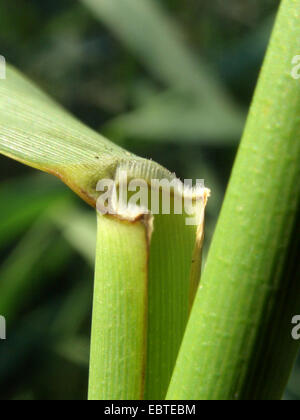 Reed Grass, gemeinsamen Schilf (Phragmites Communis, Phragmites Australis), Blatthäutchen, Deutschland Stockfoto