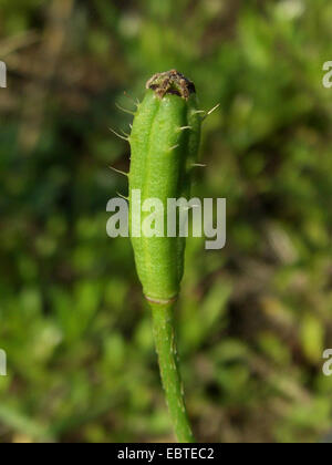 gefiederten Mohn, stachelige Mohnblume (Papaver Argemone), Früchte mit Borsten, Deutschland Stockfoto