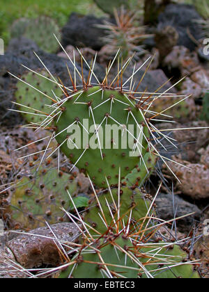 Tulpe-Kaktusfeige, Brownspine Feigenkaktus, lila-fruited Feigenkaktus, braun-spined Stachelige Birne, New Mexiko Prickly Pear, Wüste Feigenkaktus (Opuntia Phaeacantha), Stamm Stockfoto