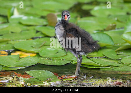 Teichhuhn (Gallinula Chloropus), Quietsche Stand auf der Seite der Teich Stockfoto