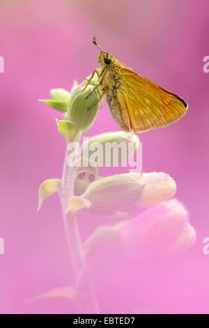 Großen Skipper (Ochlodes Venatus), sitzt auf einer Blume Stockfoto