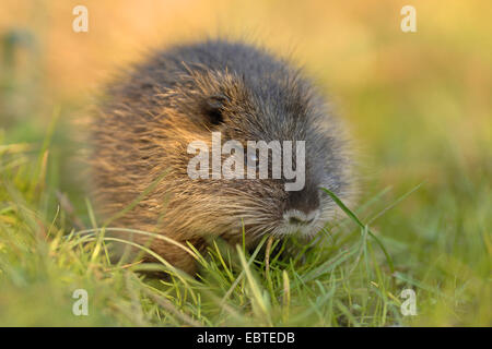 Nutrias, Nutria (Biber brummeln), Juvenile auf einer Wiese Stockfoto