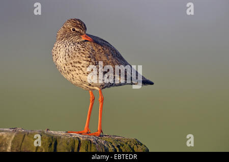 gemeinsamen Rotschenkel (Tringa Totanus), stehend auf eine Holzstange, Niederlande Stockfoto